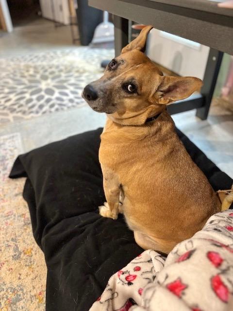 Lindy - LOCAL, a Adoptable mixed breed in Princeton, MA image 5/6