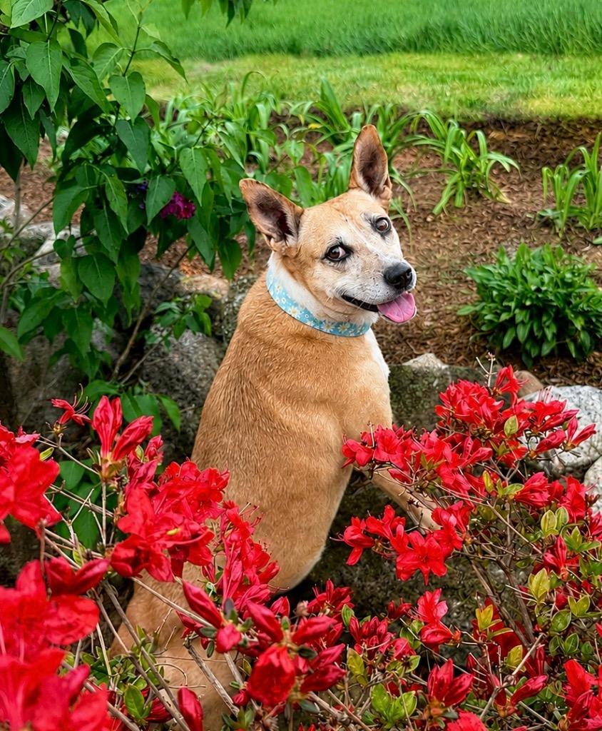 Enlarge Lindy - LOCAL, a Adoptable mixed breed in East Falmouth , MA image 5/6
