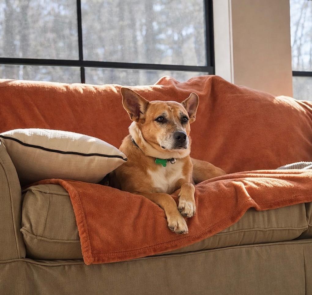 Enlarge Lindy - LOCAL, a Adoptable mixed breed in East Falmouth , MA image 4/6