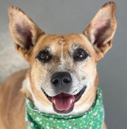 Enlarge Lindy - LOCAL, a Adoptable mixed breed in Dublin, NH image 6/6