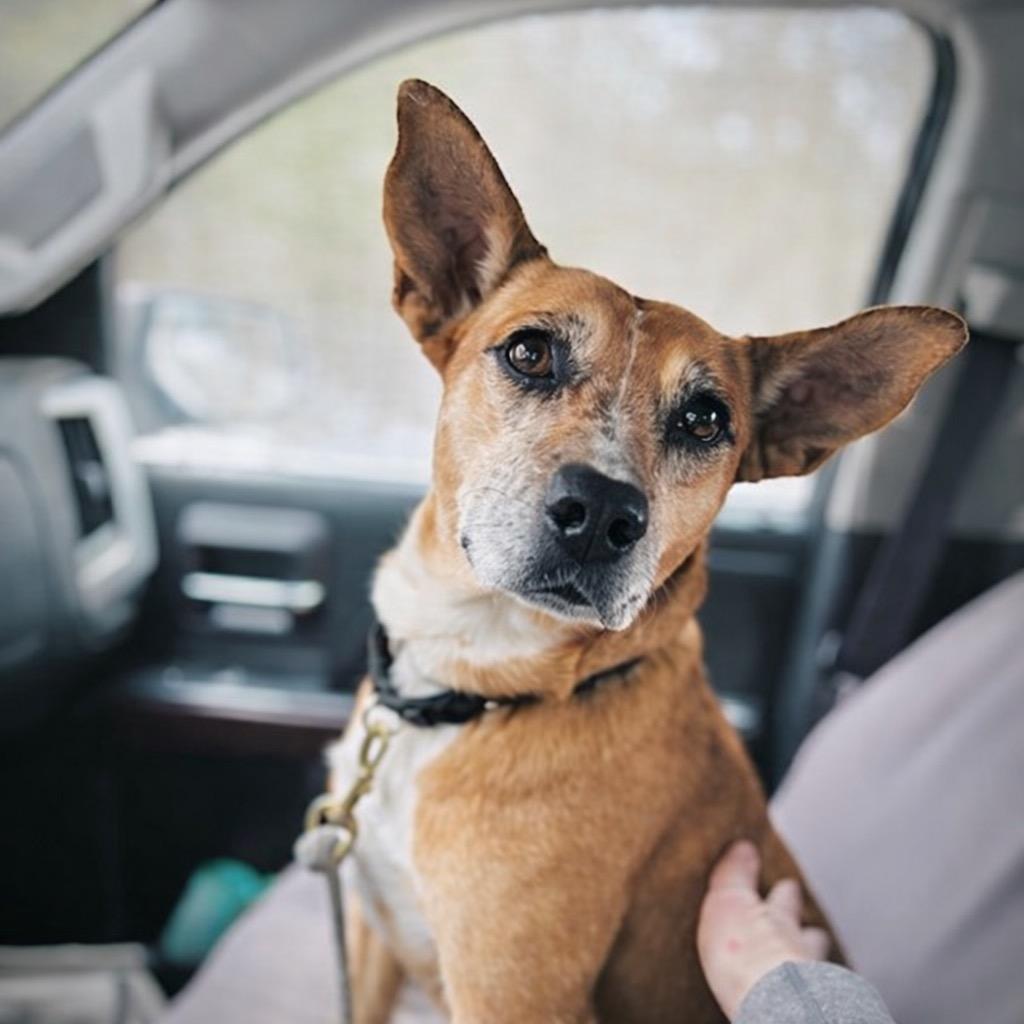 Enlarge Lindy - LOCAL, a Adoptable mixed breed in East Falmouth , MA image 3/6