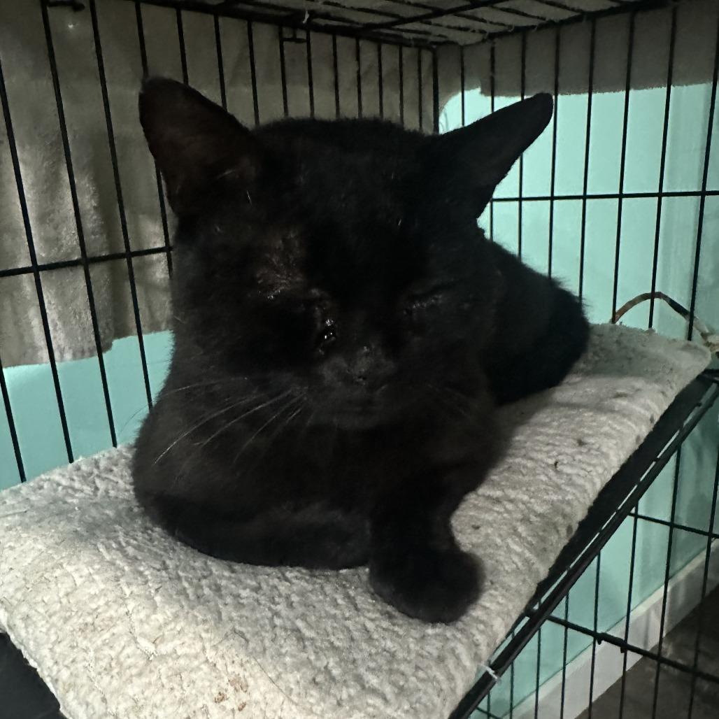 Zachary Binx, Adoptable, Adult Male Domestic Short Hair.
