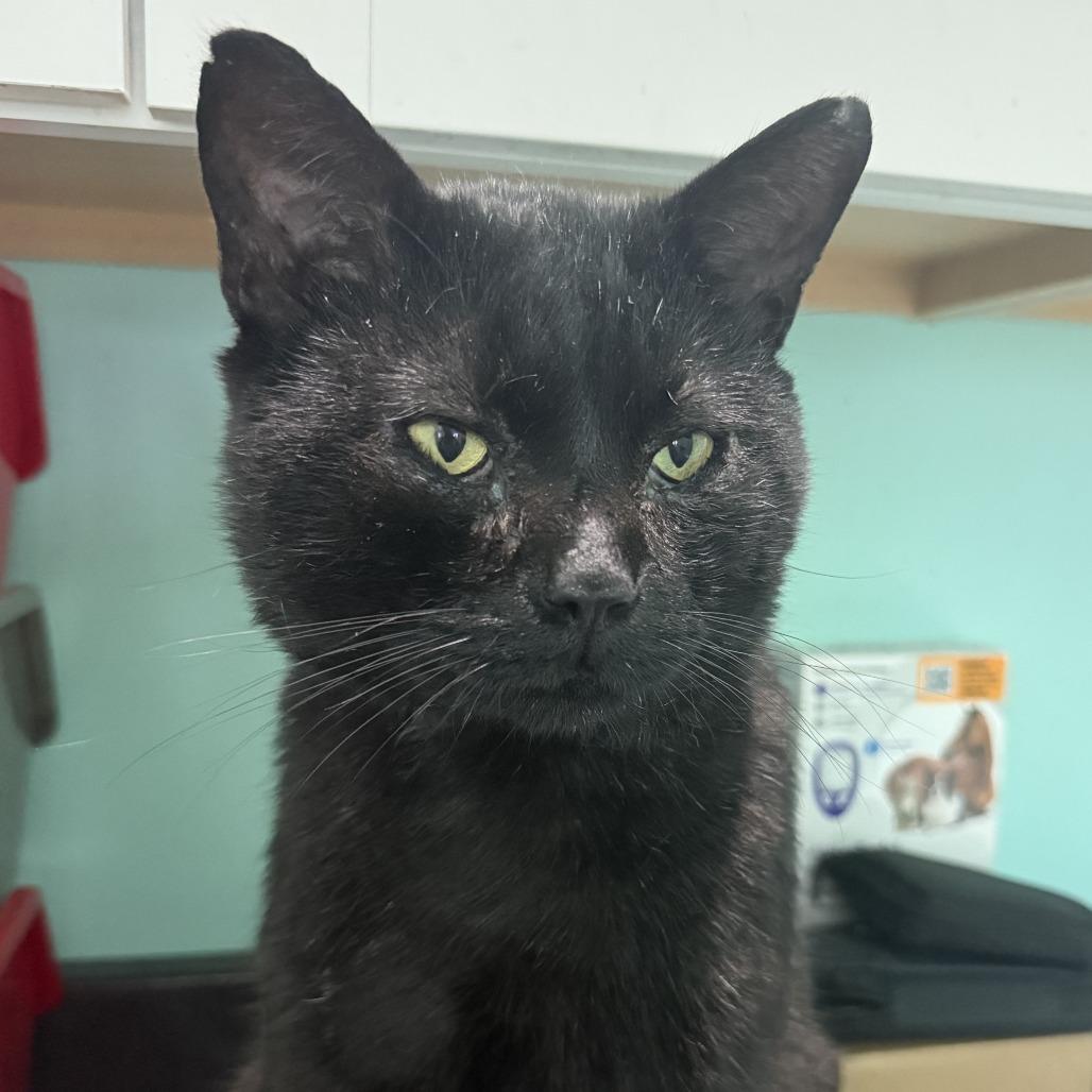 Zachary Binx, Adoptable, Adult Male Domestic Short Hair.