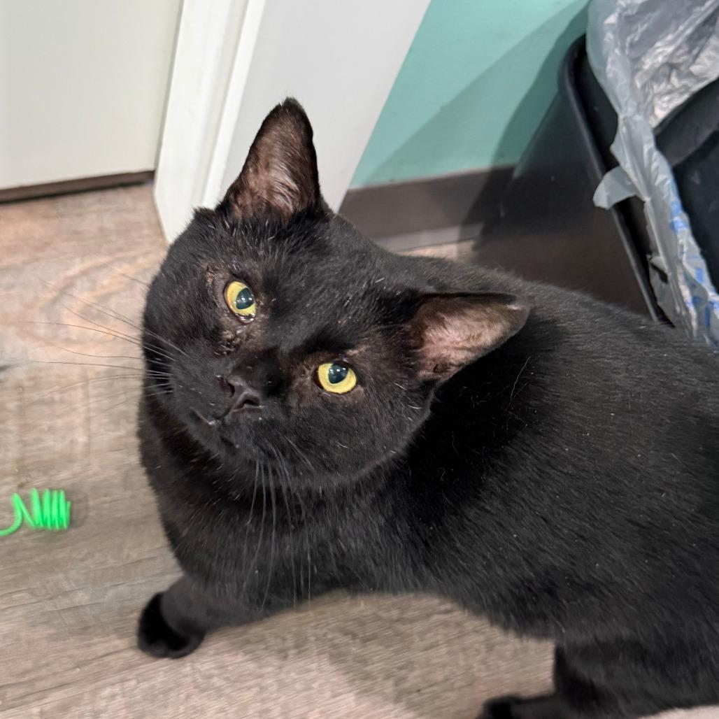 Zachary Binx, a Adoptable Domestic Short Hair in Marion, VA image 2/4