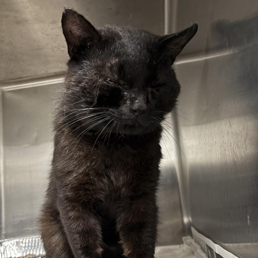 Zachary Binx, a Adoptable Domestic Short Hair in Marion, VA image 4/4