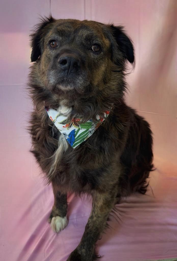 Coco, ADOPTABLE, Adult Female Mixed Breed.