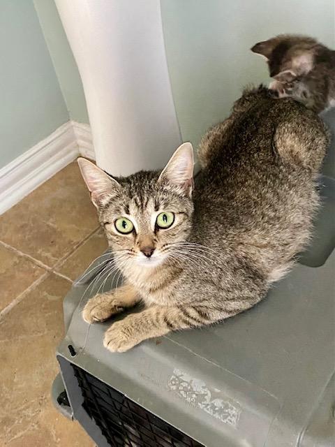 Libby, ADOPTABLE, Young Female American Shorthair & Domestic Short Hair.