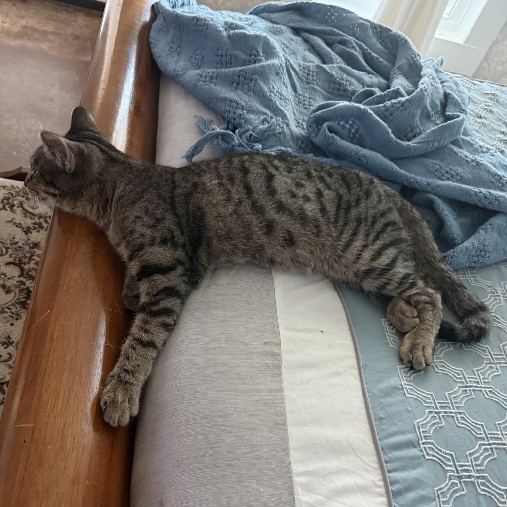 Junior, Adoptable, Young Male American Shorthair.