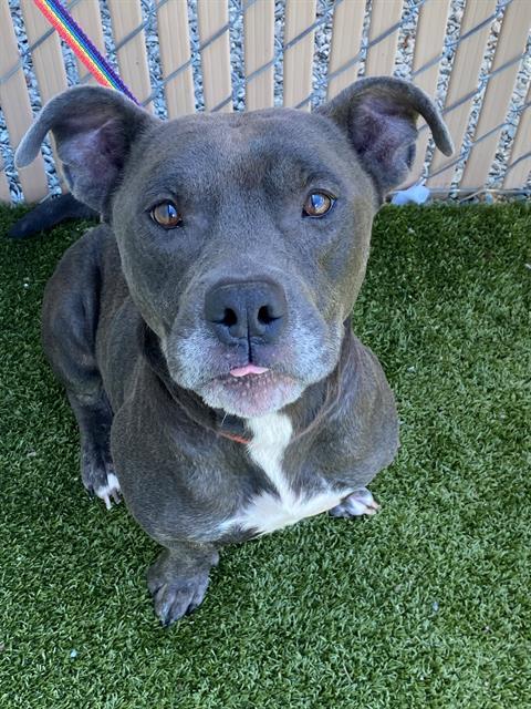 Enlarge RENO, a Adoptable Pit Bull Terrier in Fayetteville, NC image 1/1