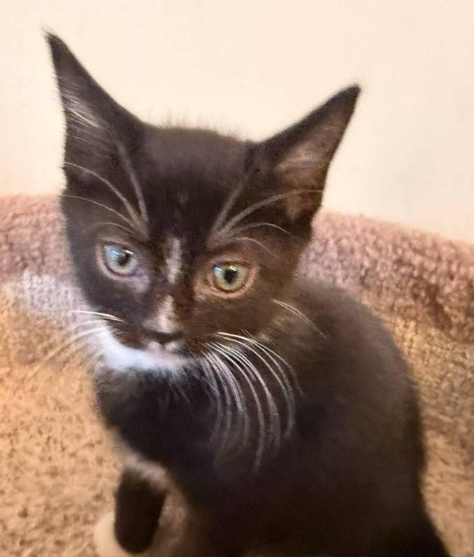 Roo - cuddly & playful, adopted, Kitten Male Domestic Short Hair.