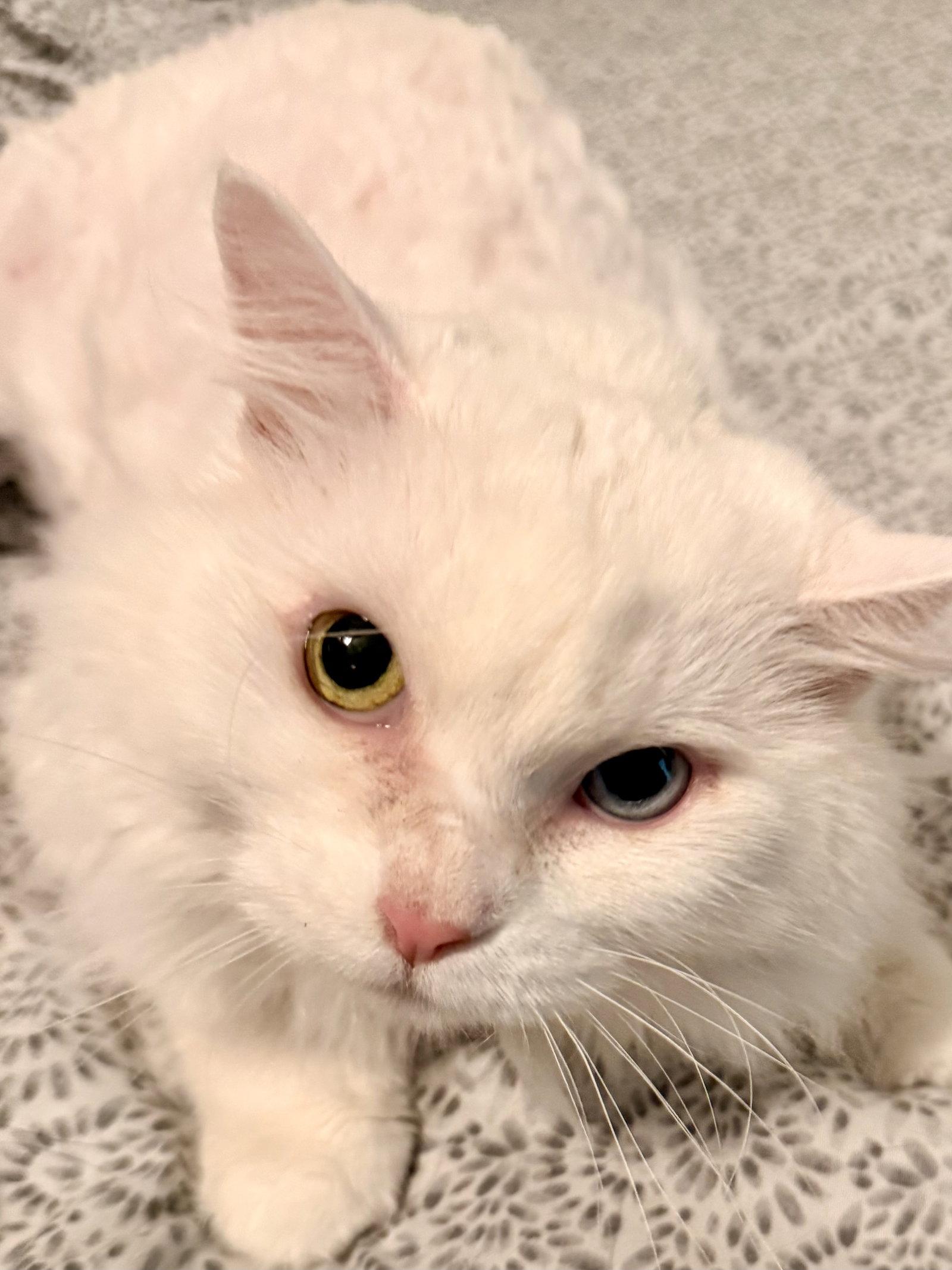 Enlarge Marie, a Adoptable Domestic Medium Hair in Lake Saint Louis, MO image 1/1