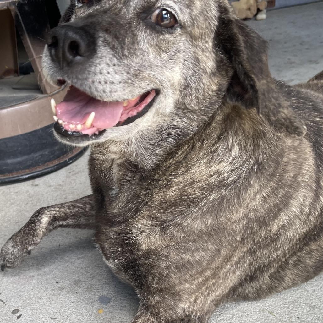 Jolene, Adoptable, Senior Female Black Mouth Cur & Mixed Breed.