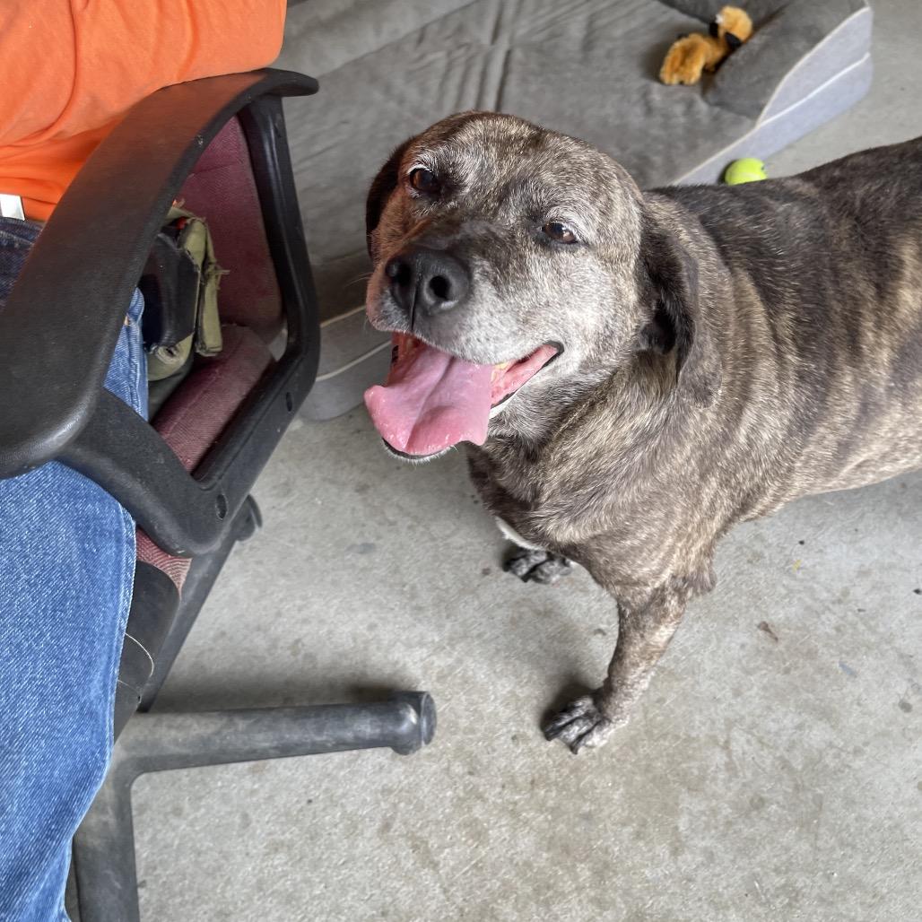 Jolene, a Adoptable mixed breed in Blairsville, GA image 2/6