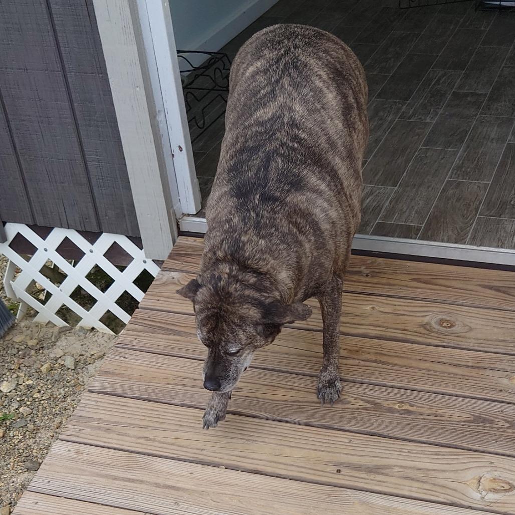 Jolene, a Adoptable mixed breed in Blairsville, GA image 3/6