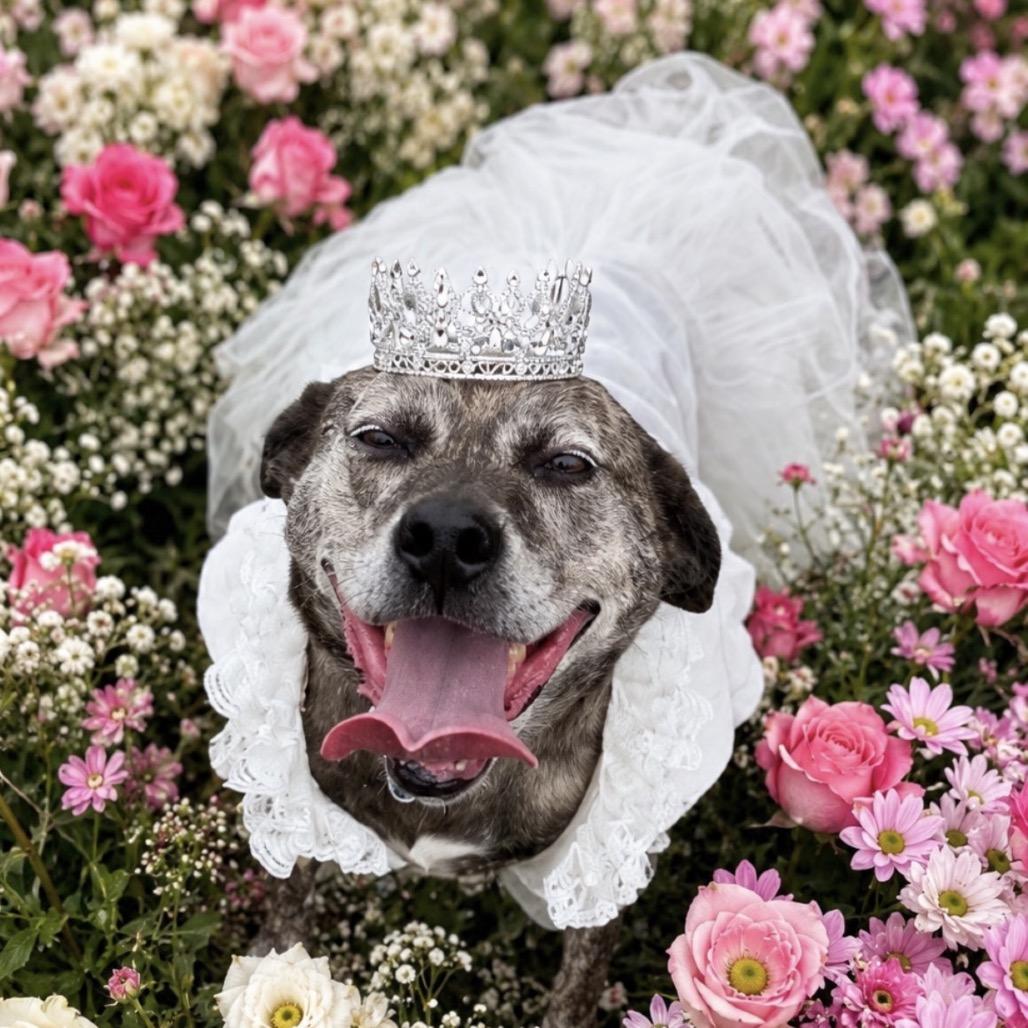 Jolene, a Adoptable mixed breed in Blairsville, GA image 4/6