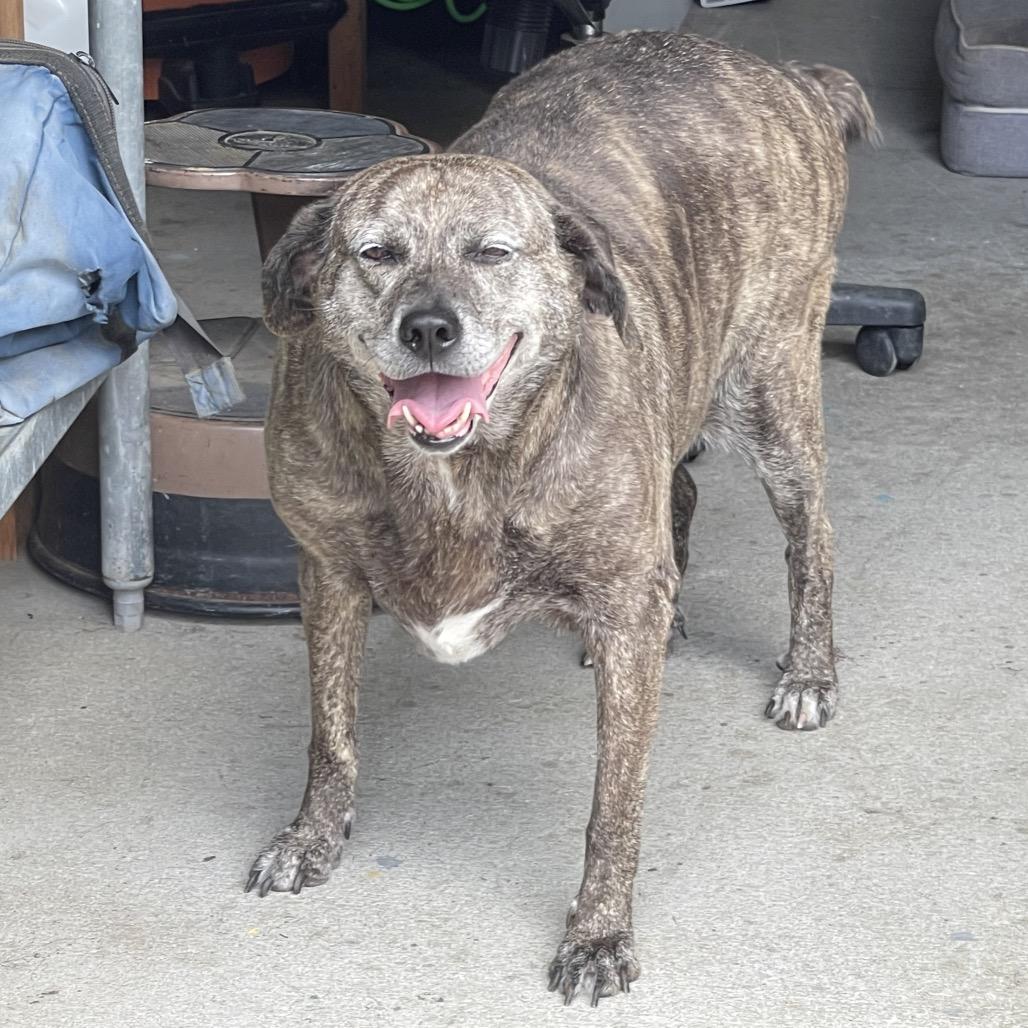 Jolene, a Adoptable mixed breed in Blairsville, GA image 5/6