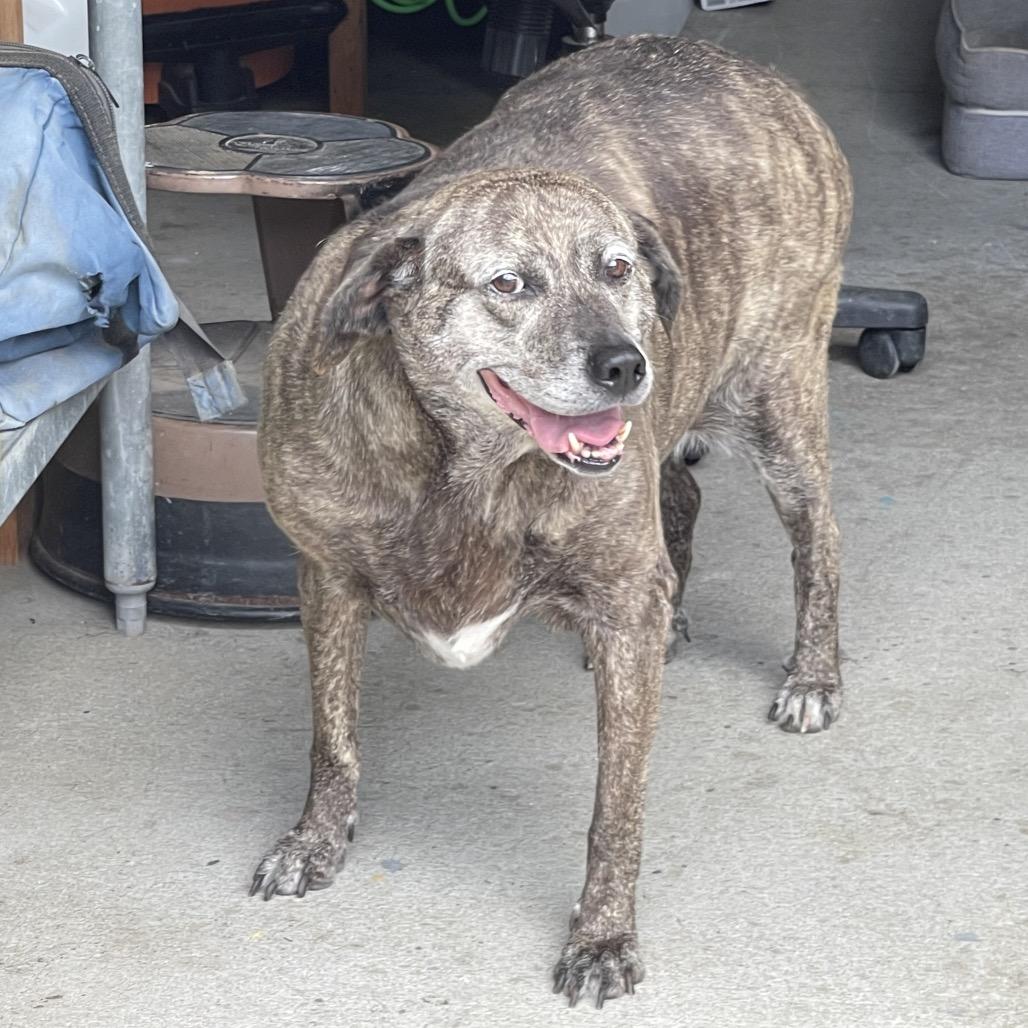 Jolene, a Adoptable mixed breed in Blairsville, GA image 6/6