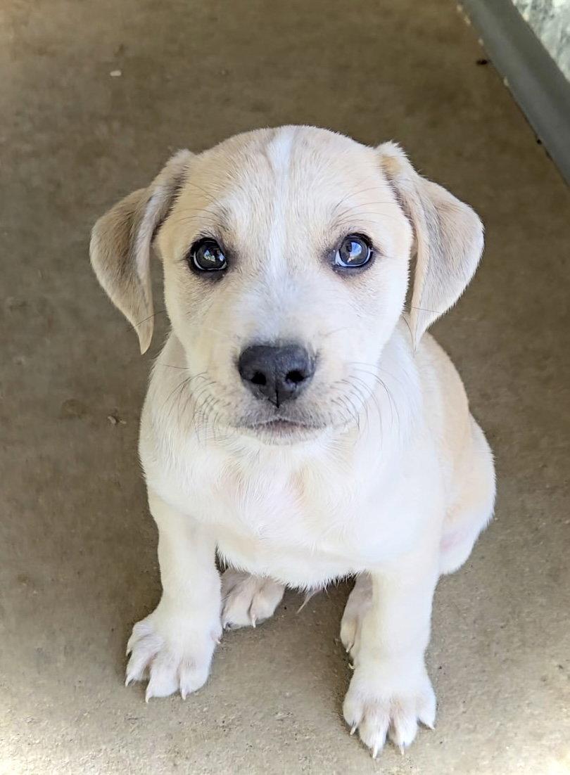 Enlarge Shepherd, a Adoptable mixed breed in Estherville, IA image 1/3