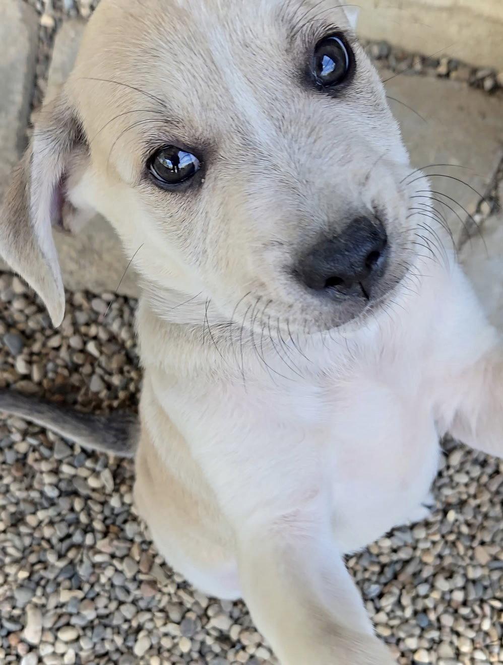 Enlarge Shepherd, a Adoptable mixed breed in Estherville, IA image 2/3
