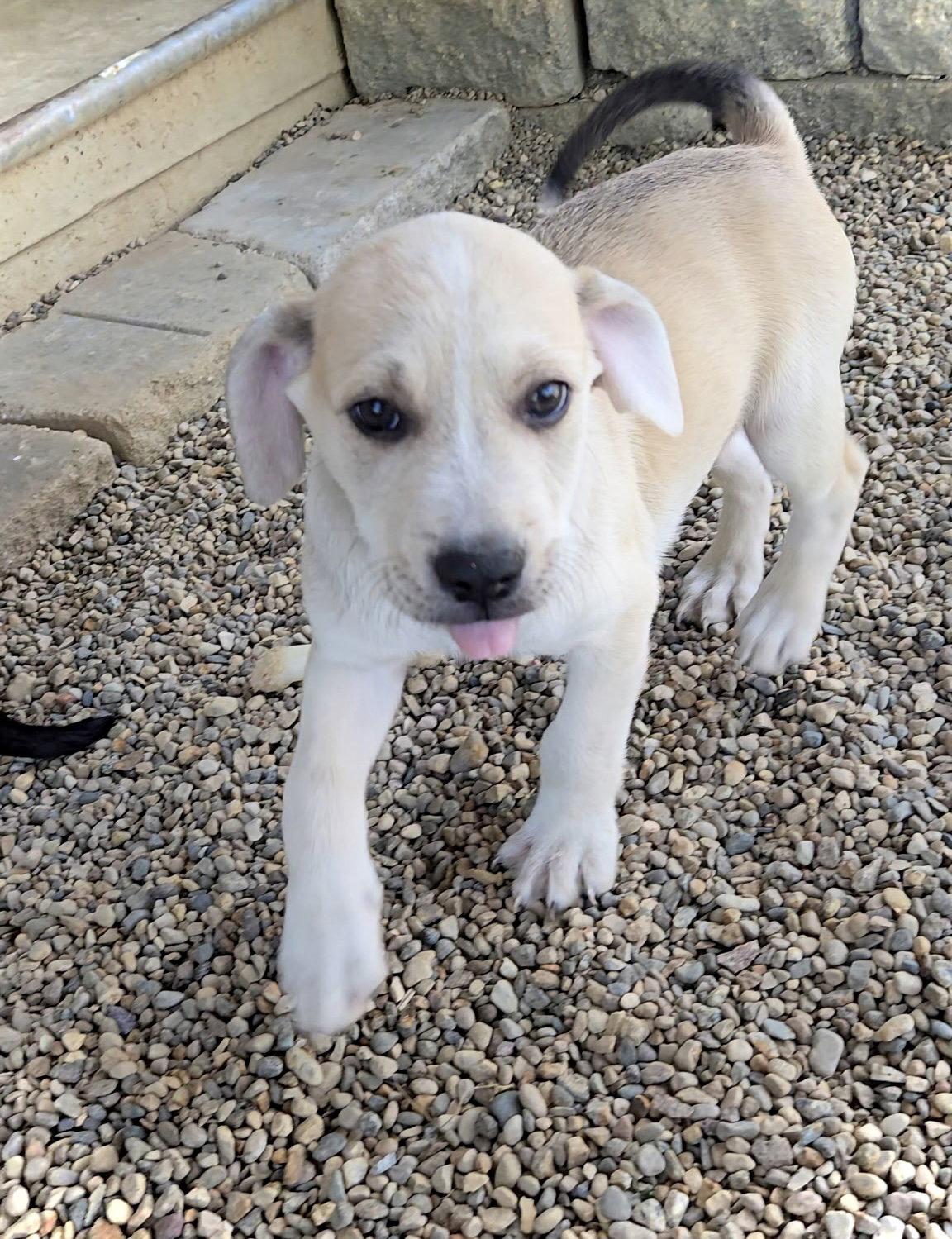 Enlarge Shepherd, a Adoptable mixed breed in Estherville, IA image 3/3