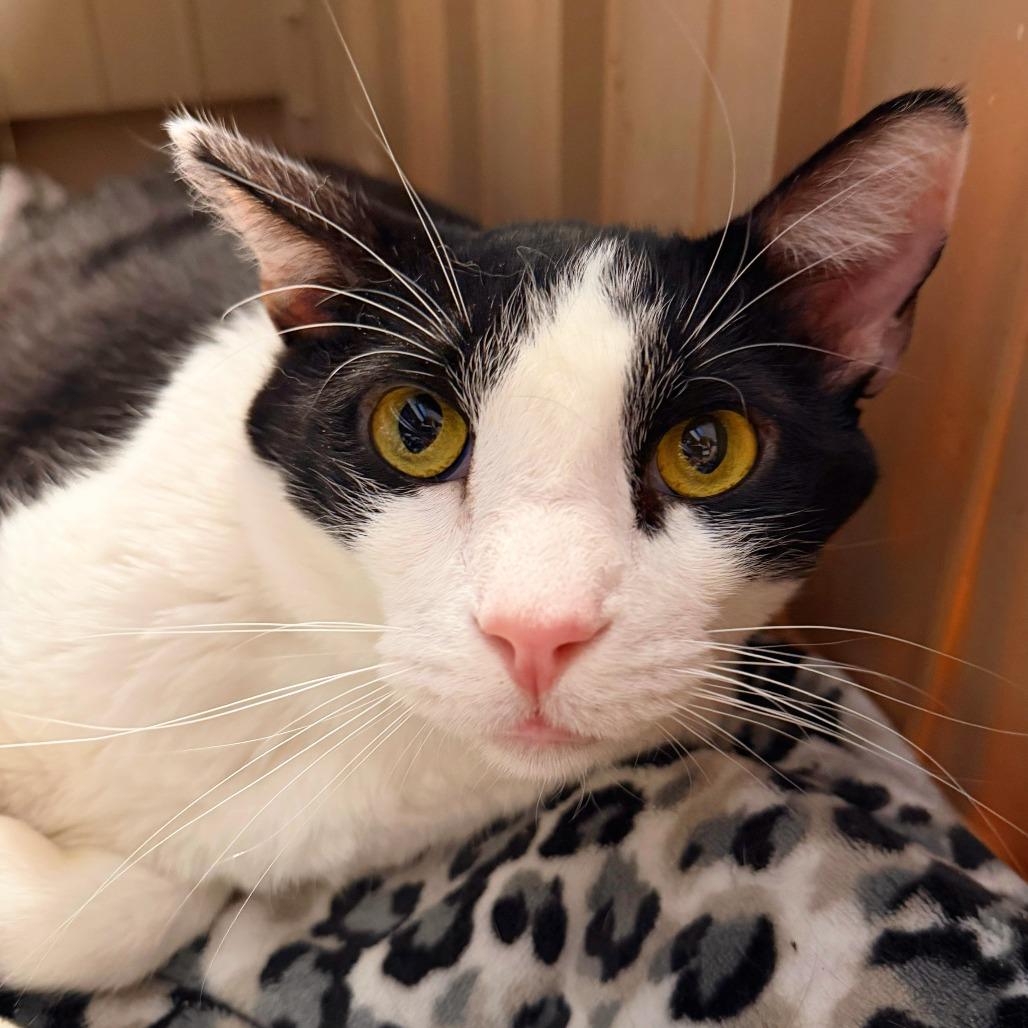 Enlarge Simon, a Adoptable Domestic Short Hair in Las Vegas, NV image 1/2