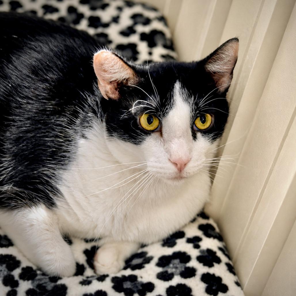 Enlarge Simon, a Adoptable Domestic Short Hair in Las Vegas, NV image 2/2
