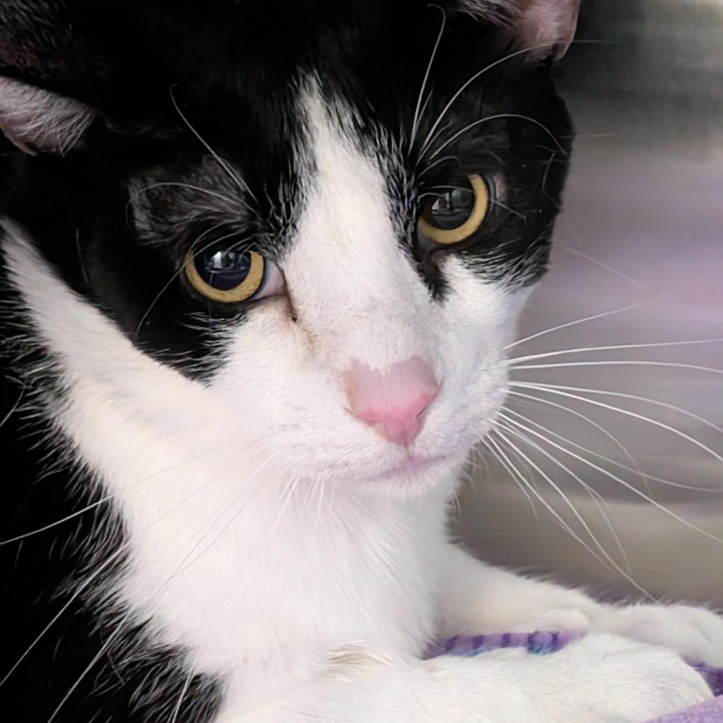 Enlarge Simon, a Adoptable Domestic Short Hair in Las Vegas, NV image 1/1
