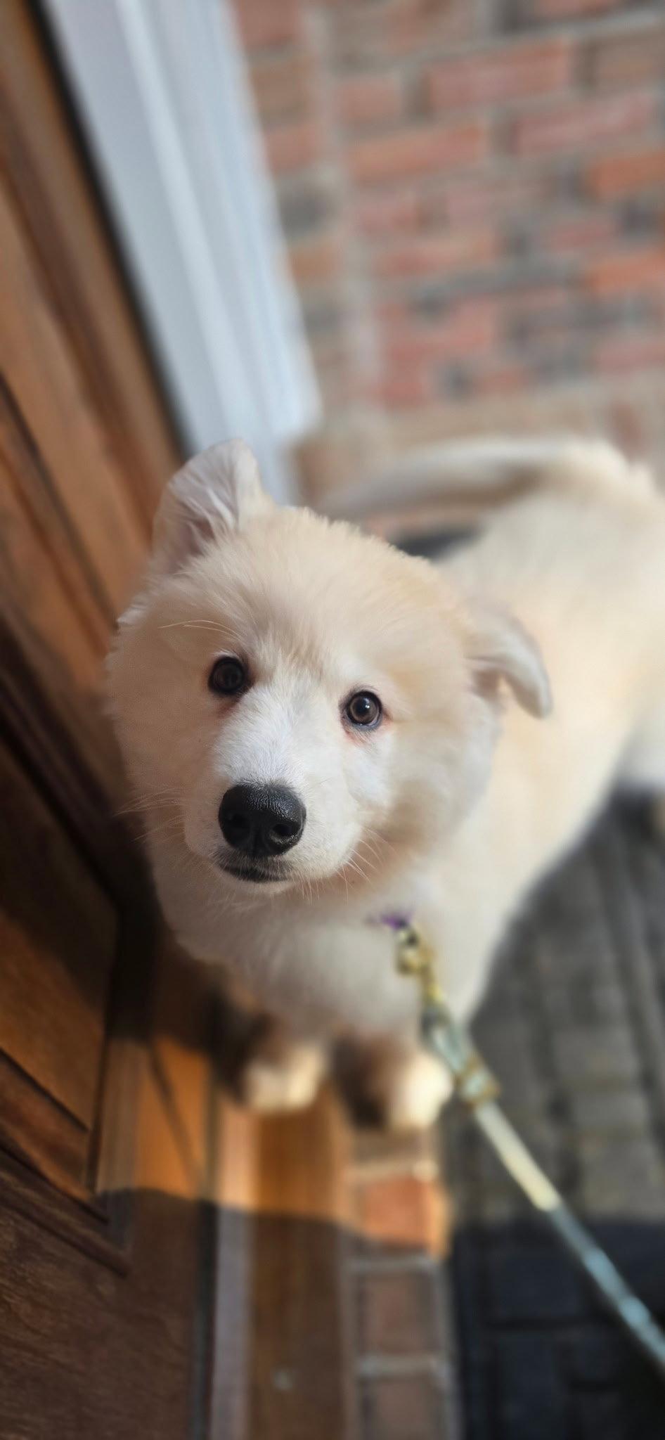 Enlarge Everest, a Adopted mixed breed in Woodstock, GA image 1/1