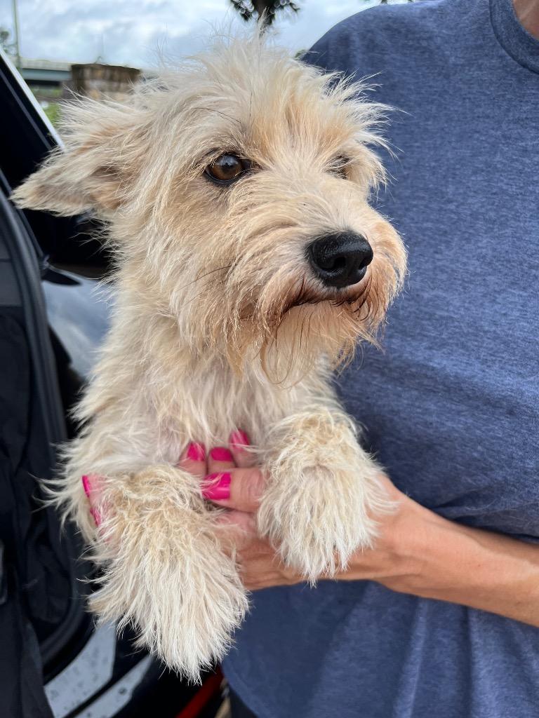 Darcy, a Adopted mixed breed in CONROE, TX image 1/2