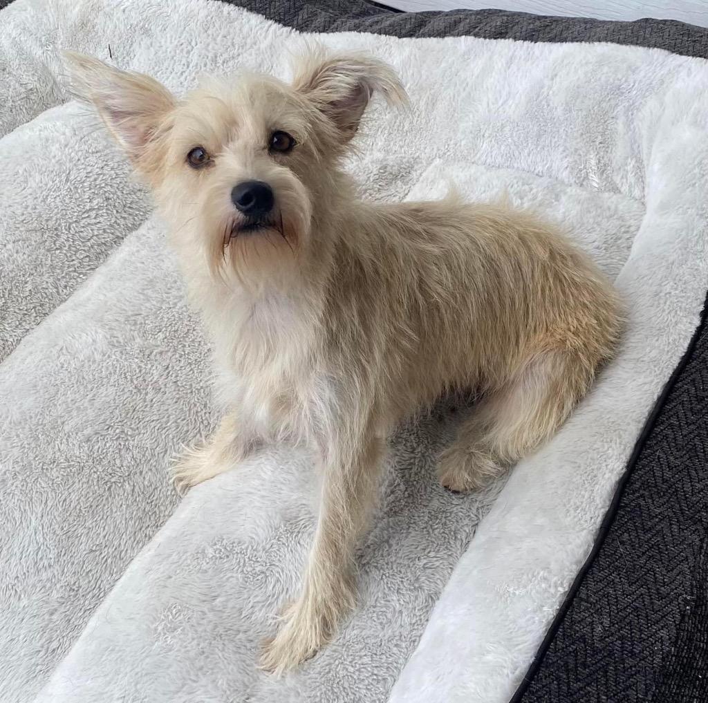 Darcy, a Adopted mixed breed in CONROE, TX image 2/2