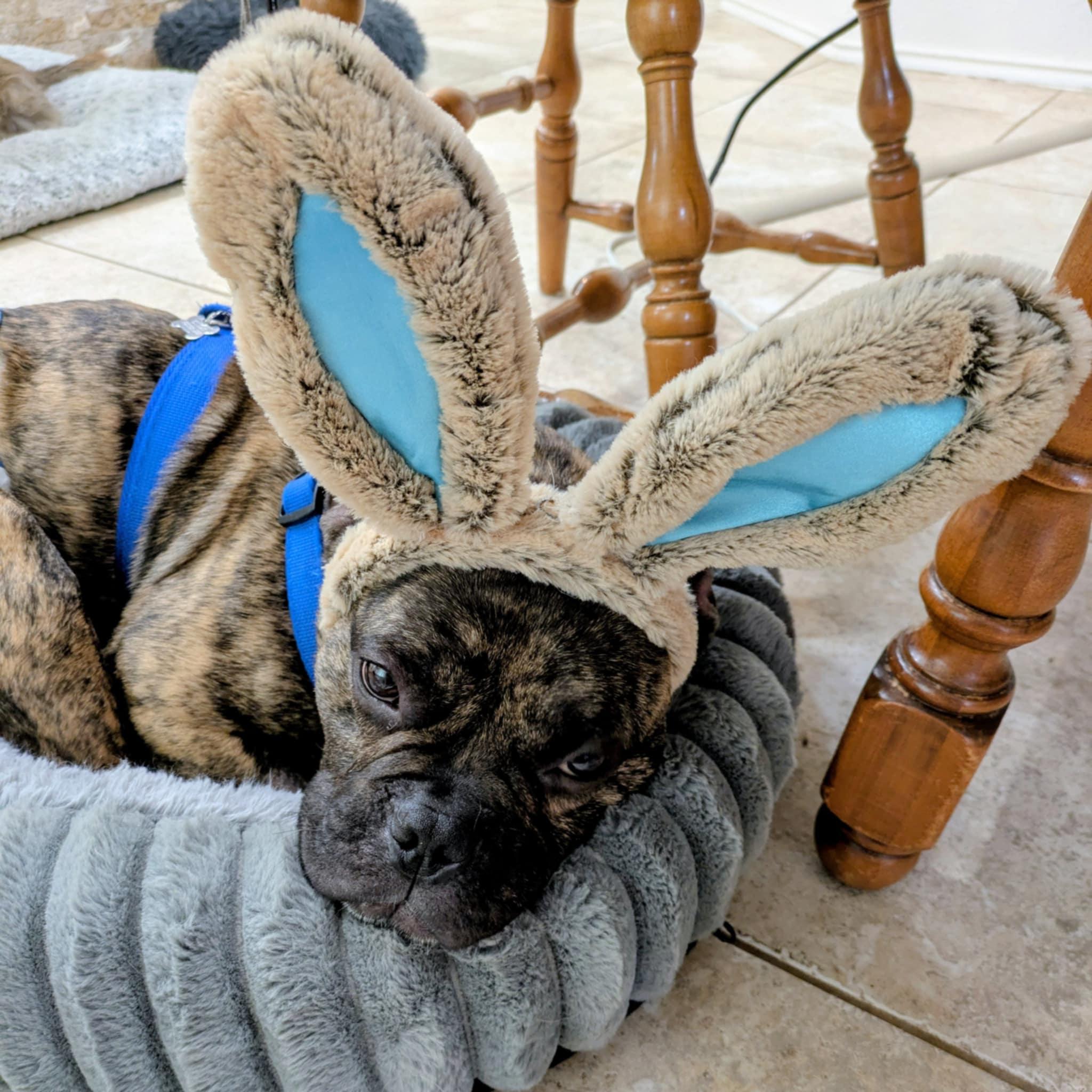 Enlarge Bubba Tank, an adopted mixed breed in Round Rock, TX image 6/6