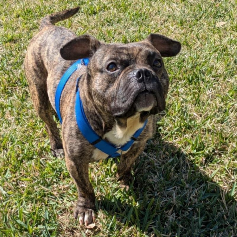 Enlarge Bubba Tank, an adopted mixed breed in Round Rock, TX image 4/6