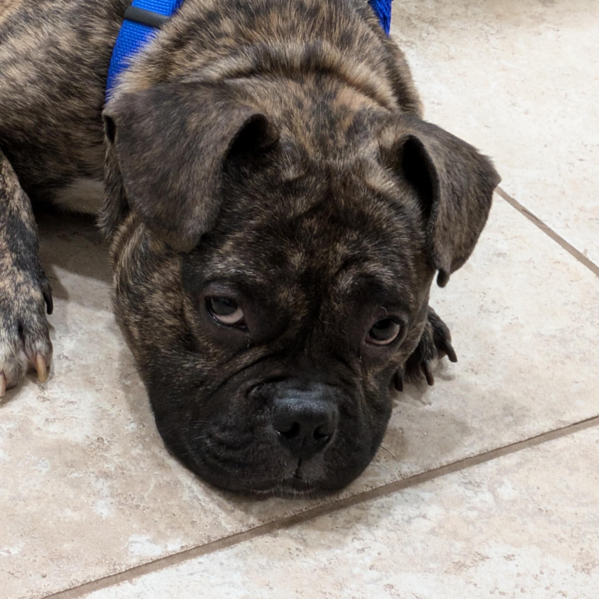 Enlarge Bubba Tank, an adopted mixed breed in Round Rock, TX image 2/6