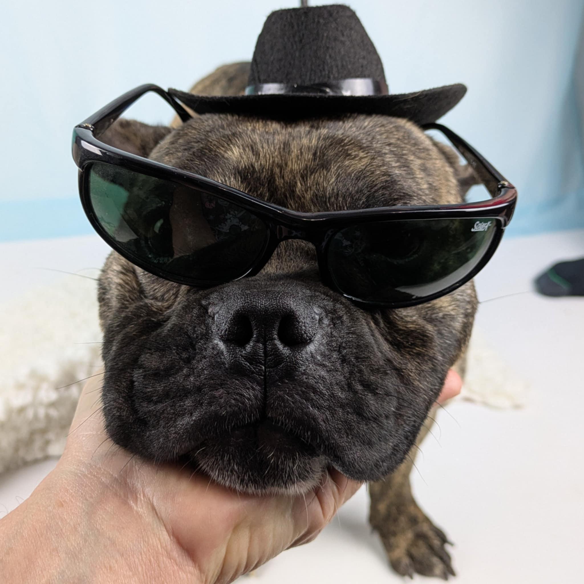 Enlarge Bubba Tank, an adopted mixed breed in Round Rock, TX image 3/6