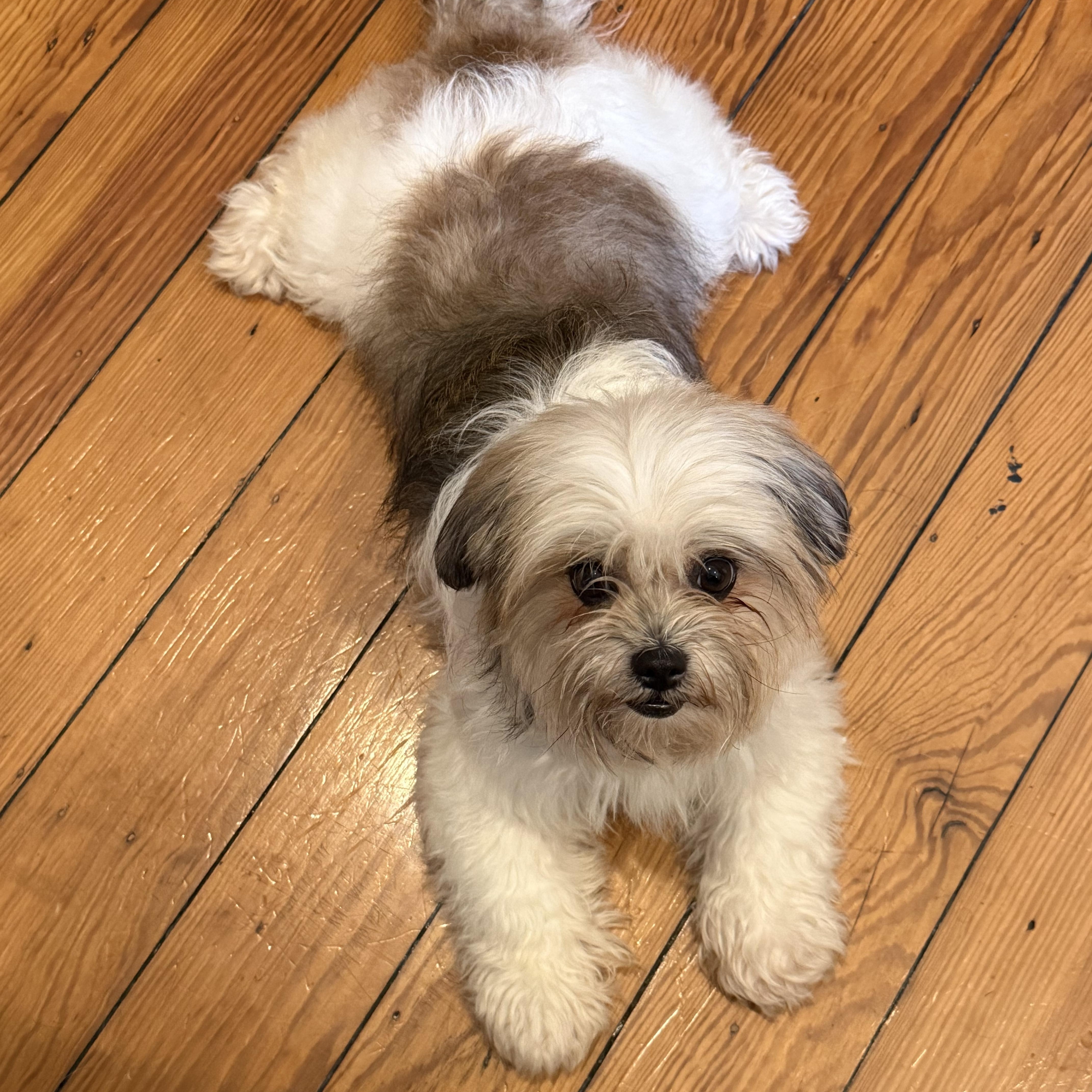 Enlarge Flan, a ADOPTABLE Shih Tzu in New Orleans, LA image 3/6