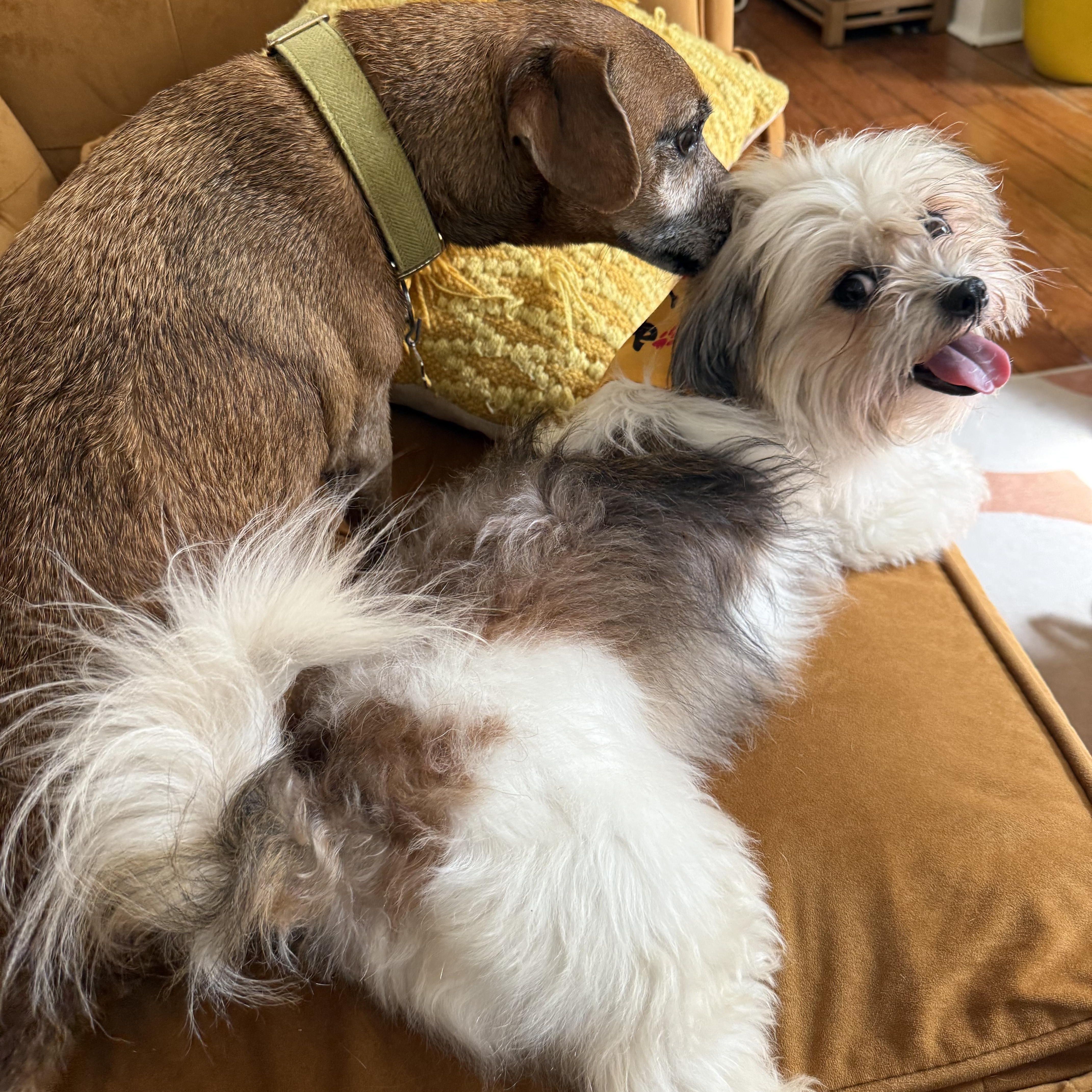 Enlarge Flan, a ADOPTABLE Shih Tzu in New Orleans, LA image 6/6