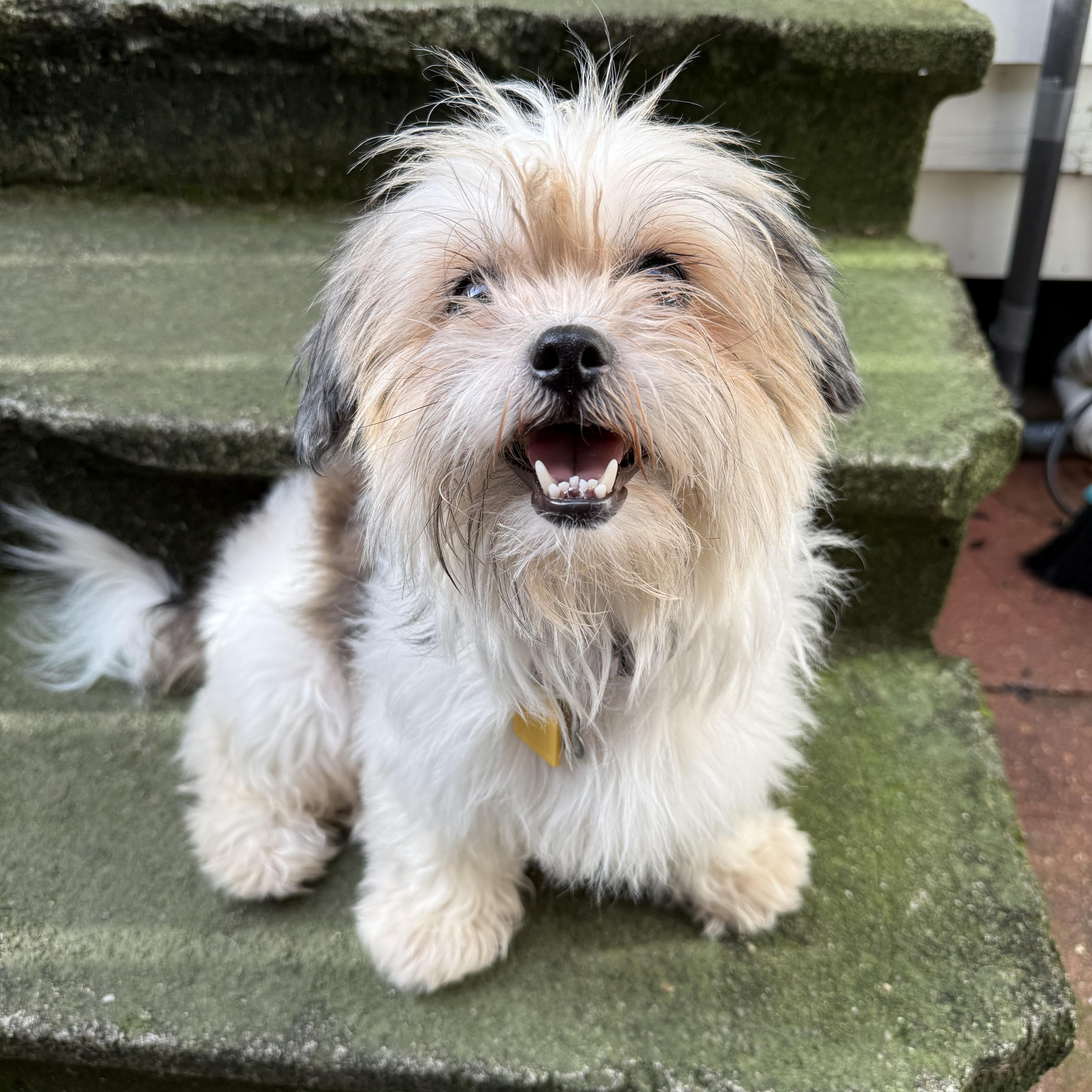 Enlarge Flan, a ADOPTABLE Shih Tzu in New Orleans, LA image 2/6