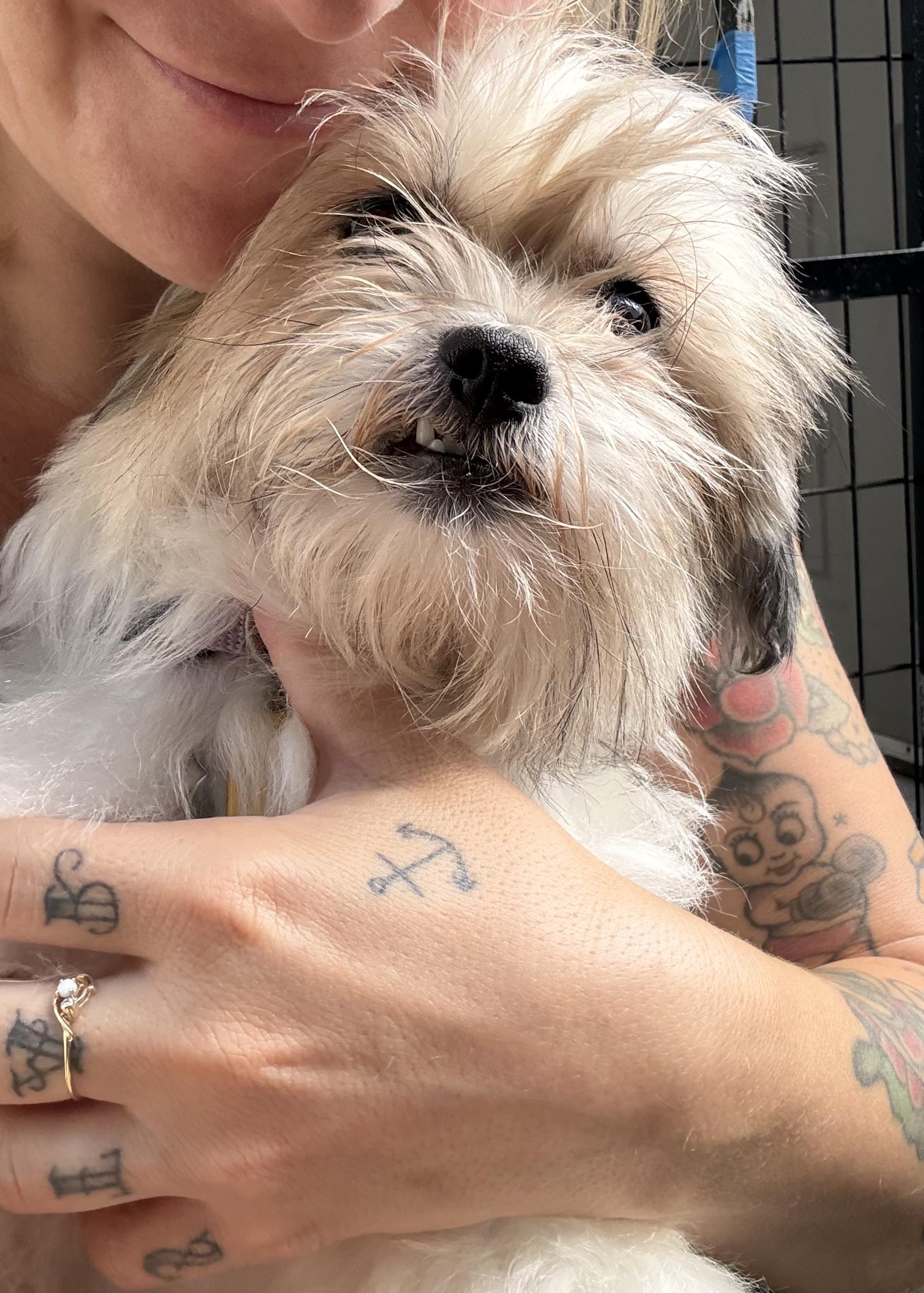 Enlarge Flan, a ADOPTABLE Shih Tzu in New Orleans, LA image 5/6