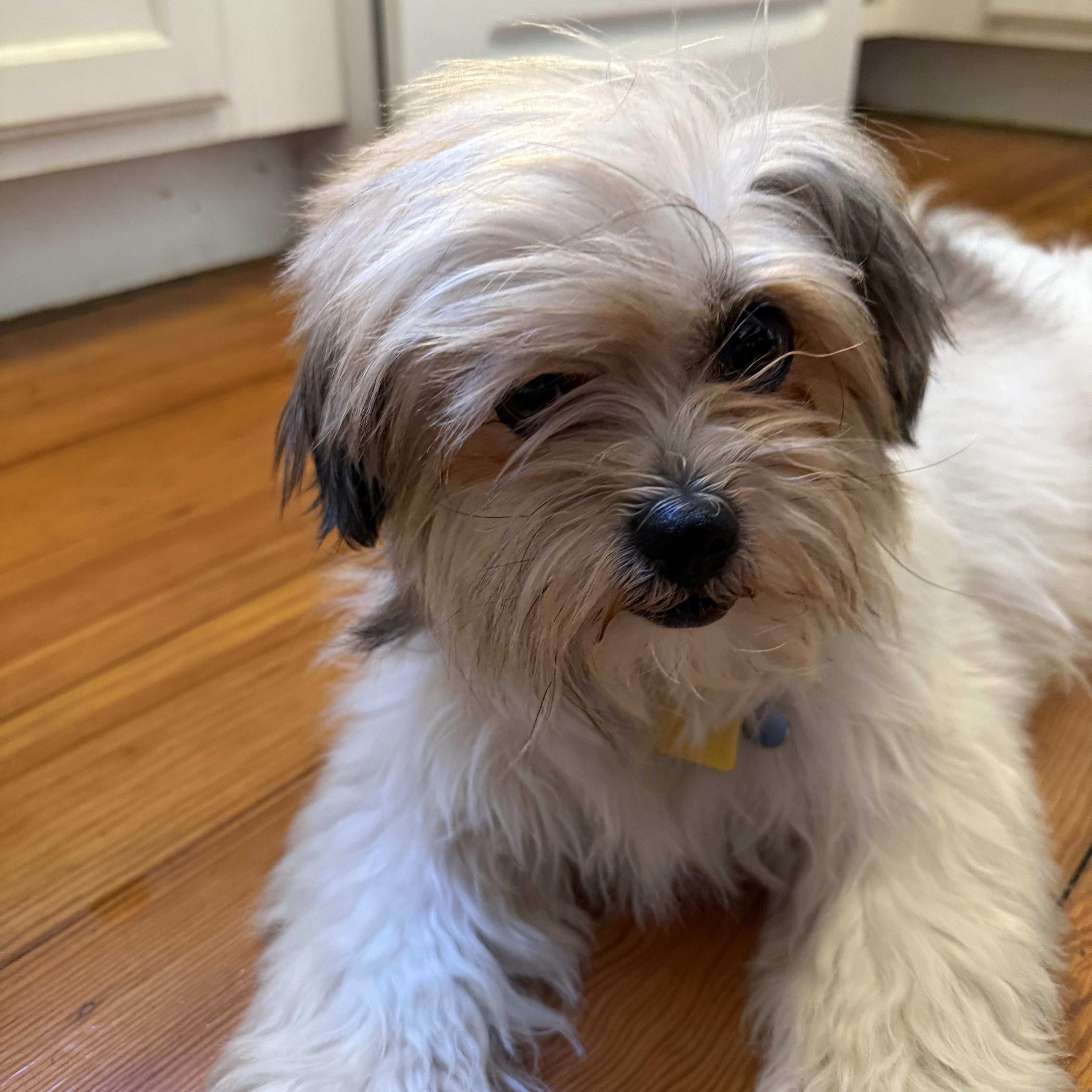 Enlarge Flan, a ADOPTABLE Shih Tzu in New Orleans, LA image 1/6