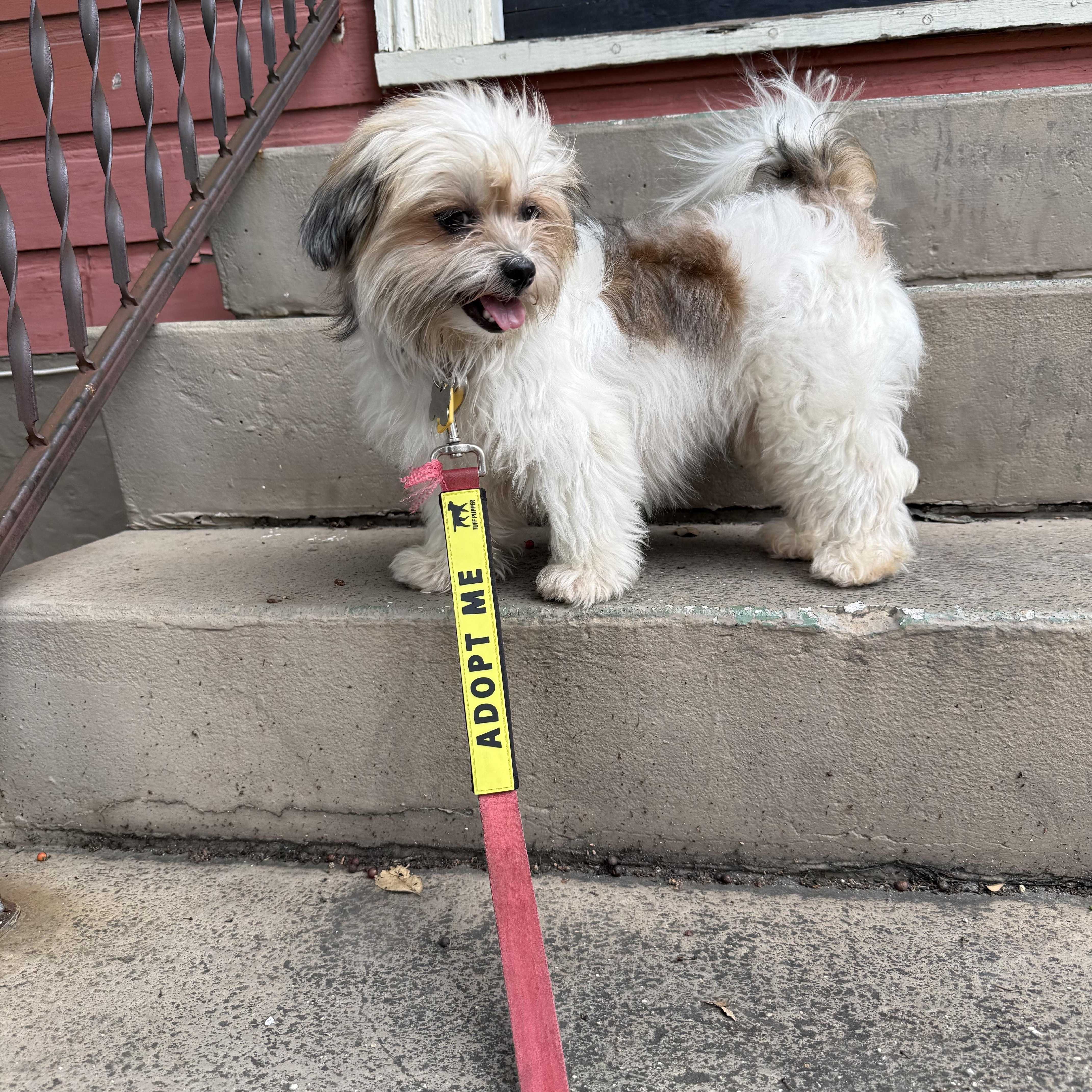 Enlarge Flan, a ADOPTABLE Shih Tzu in New Orleans, LA image 4/6