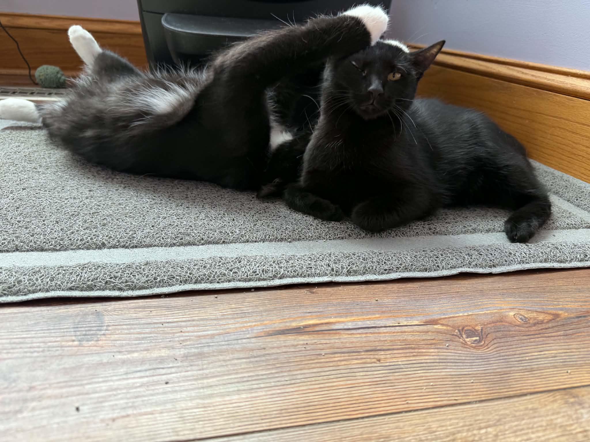 Enlarge Vera &Tash (cat cafe), a Adoptable Domestic Short Hair in West Lafayette, IN image 2/5