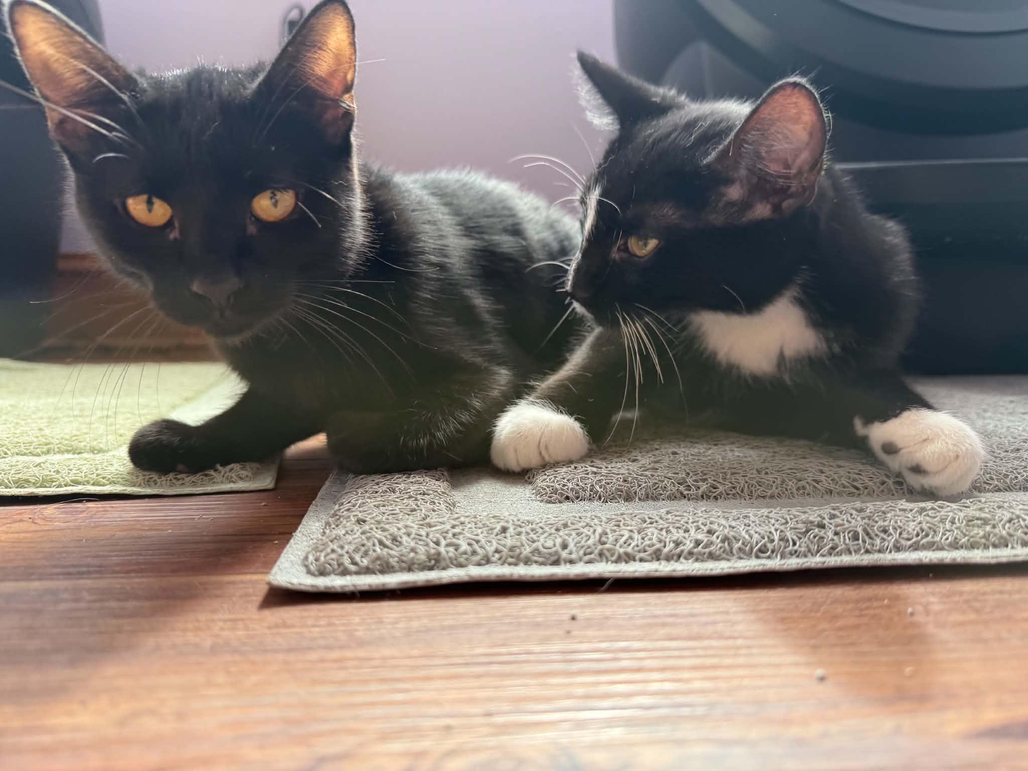 Enlarge Vera &Tash (cat cafe), a Adoptable Domestic Short Hair in West Lafayette, IN image 5/5