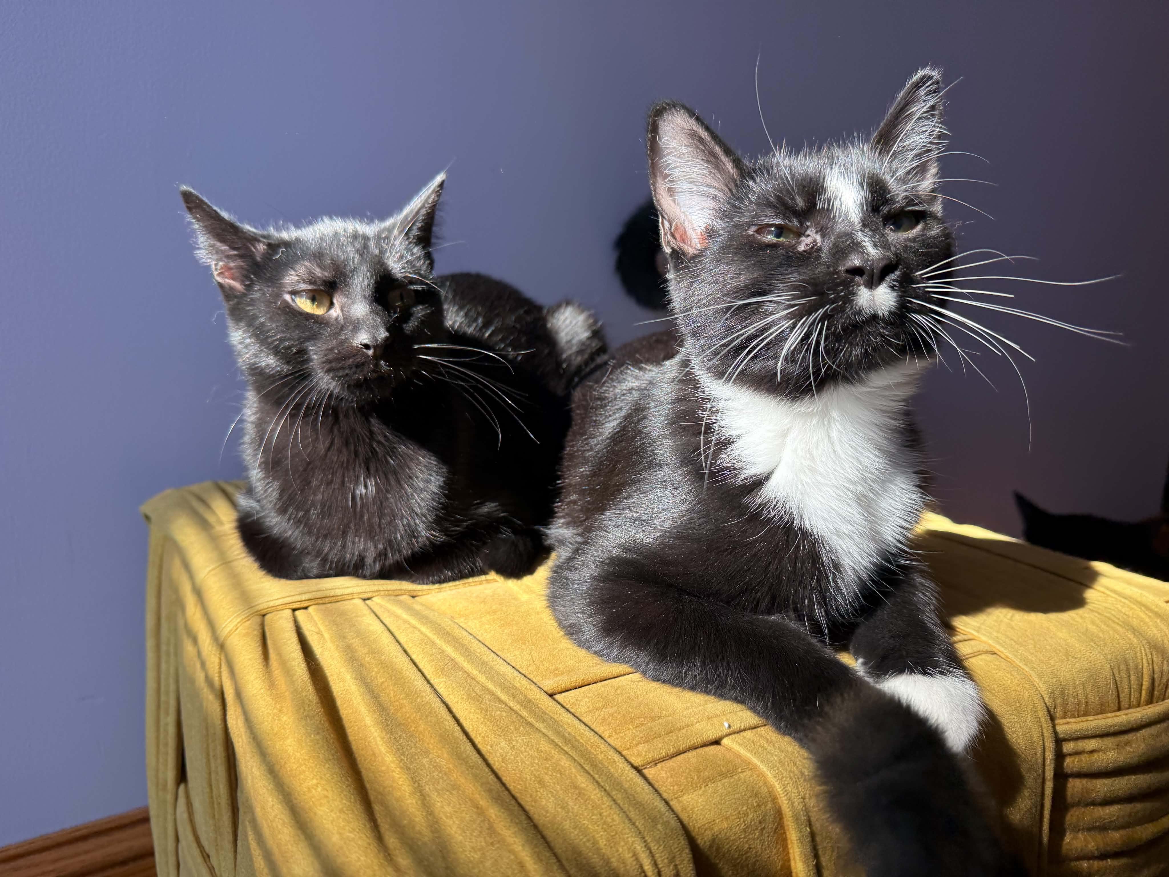 Enlarge Vera &Tash (cat cafe), a Adoptable Domestic Short Hair in West Lafayette, IN image 1/5