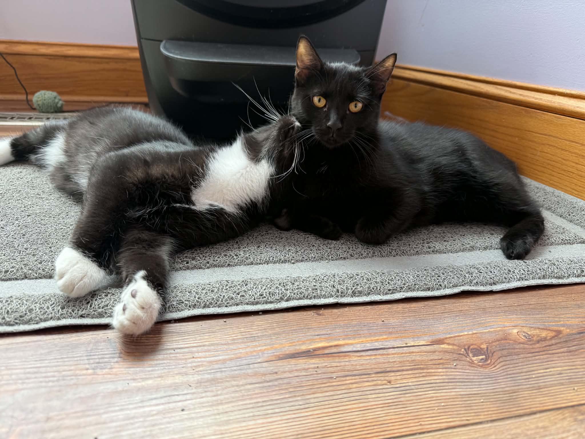 Vera &Tash (cat cafe), Adoptable, Kitten Female Domestic Short Hair.