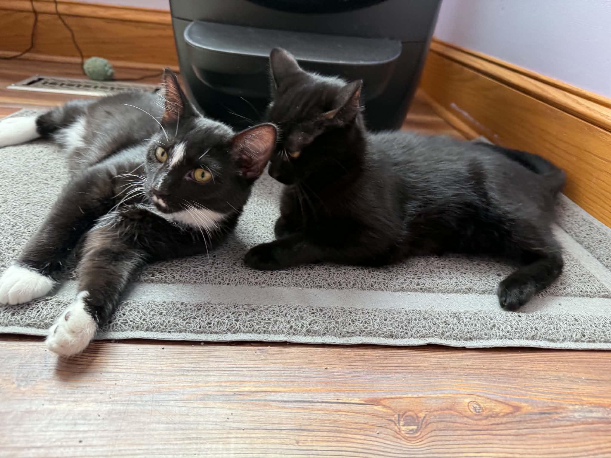 Enlarge Vera &Tash (cat cafe), a Adoptable Domestic Short Hair in West Lafayette, IN image 4/5