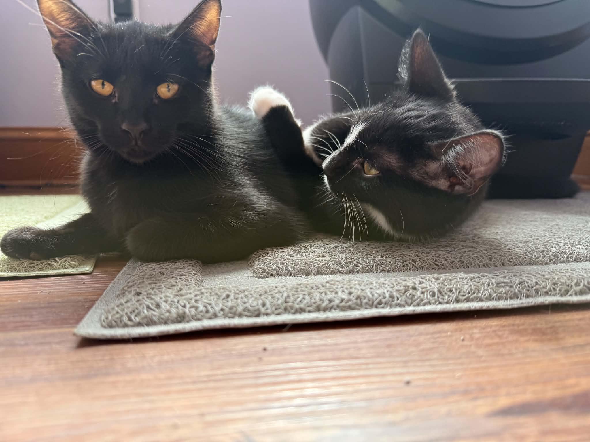 Enlarge Vera &Tash (cat cafe), a Adoptable Domestic Short Hair in West Lafayette, IN image 3/5