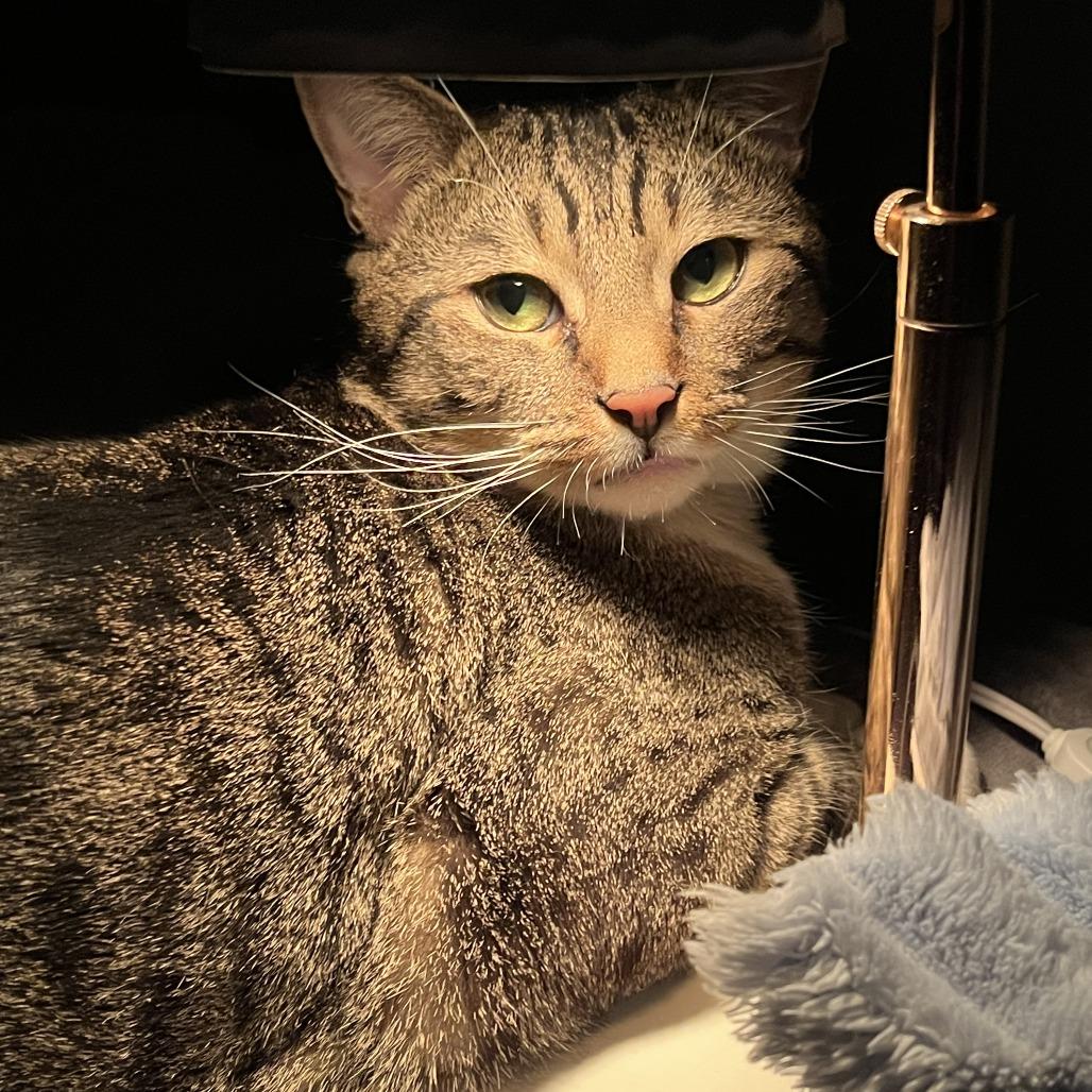 Enlarge Moses, a Adoptable Domestic Short Hair in New York, NY image 1/4