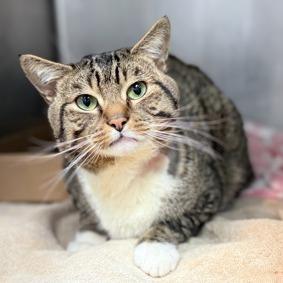 Moses, a Adoptable Domestic Short Hair in New York, NY image 1/6