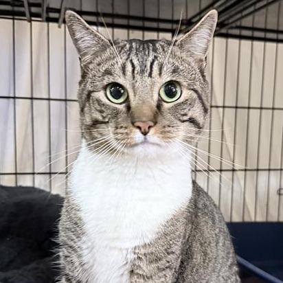 Moses, a Adoptable Domestic Short Hair in New York, NY image 3/5