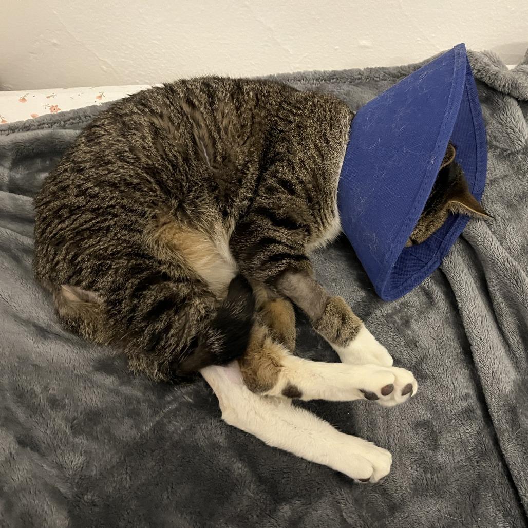 Moses, a Adoptable Domestic Short Hair in New York, NY image 3/6